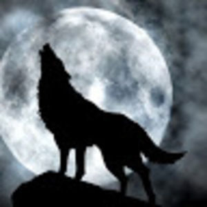 Meet your Posher, Wolfie